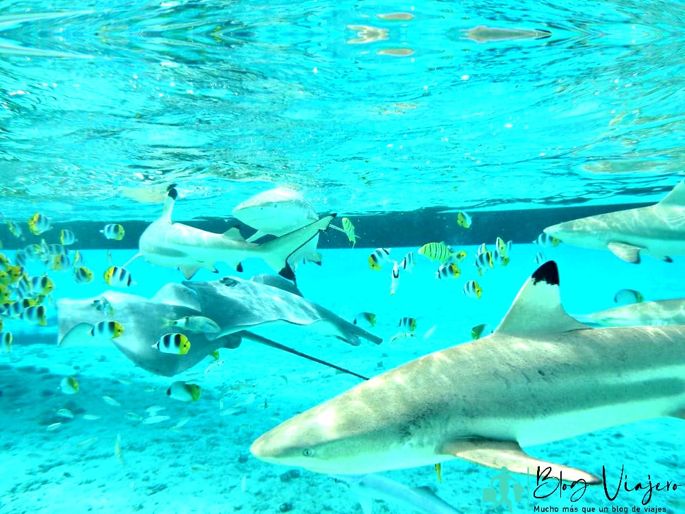 Tiburones en Bora Bora Shark and Ray Snorkel Safari