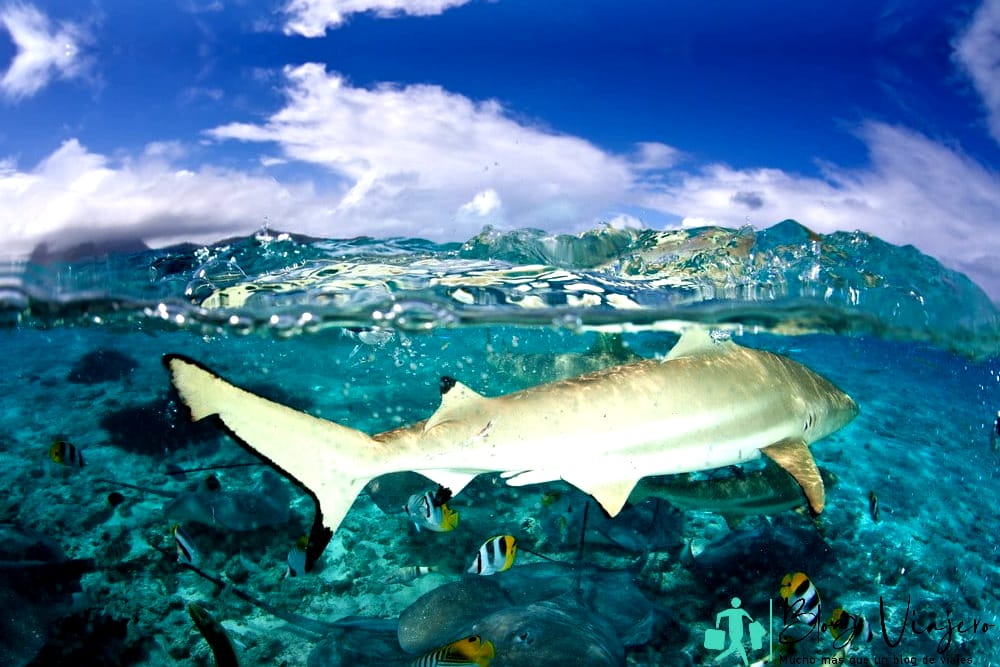 Tiburones en Bora Bora Bora Bora tours de tiburones y rayas