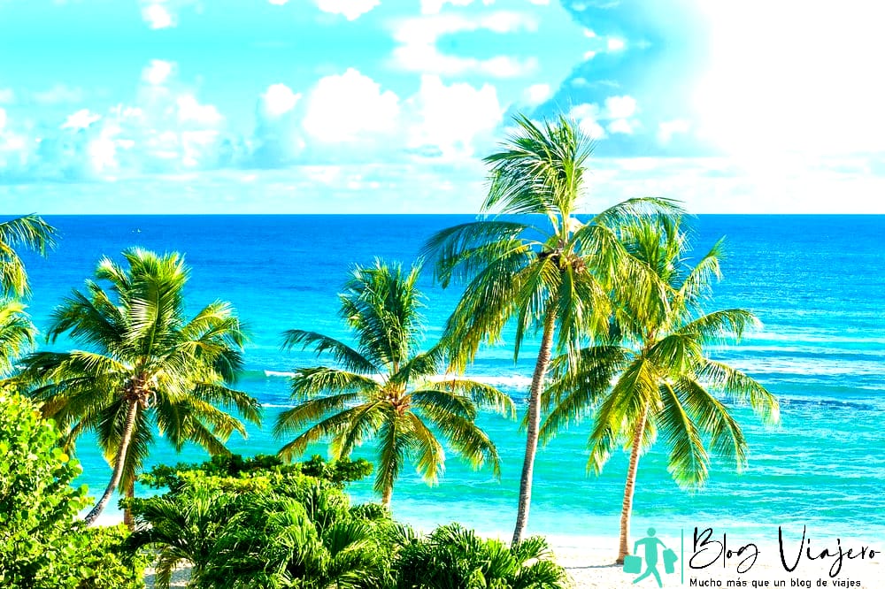 Viajar gratis Cuidar alpacas - Barbados Viajar gratis Cuidar alpacas - Barbados