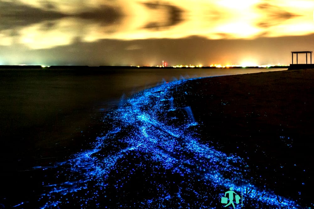 Las Maldivas con poco presupuesto Observando el fitoplancton bioluminiscente