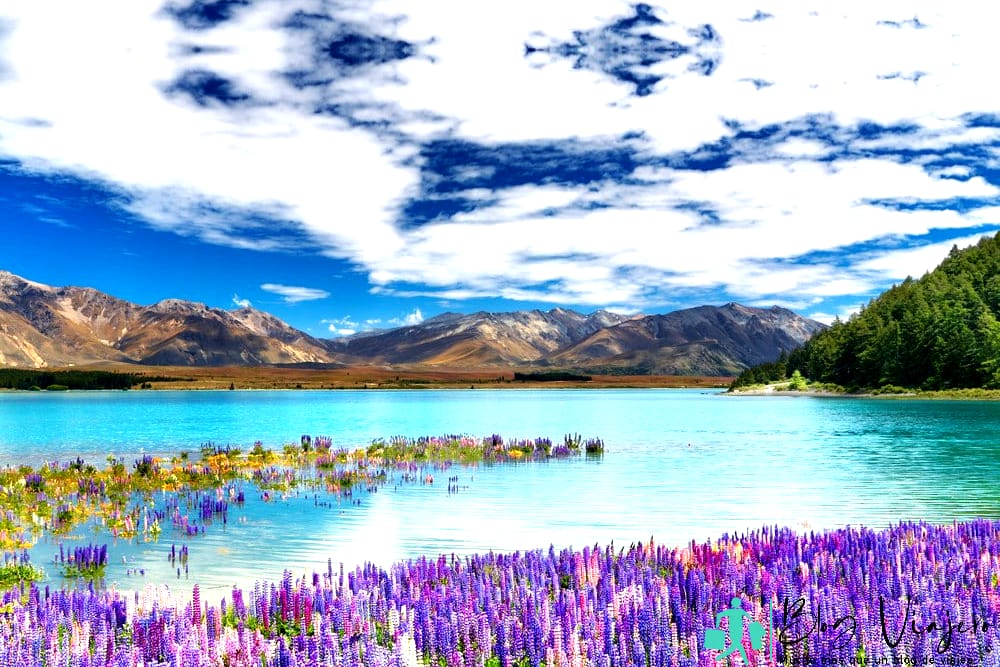 Best Time of Year to Go to New Zealand - Lake Tekapo