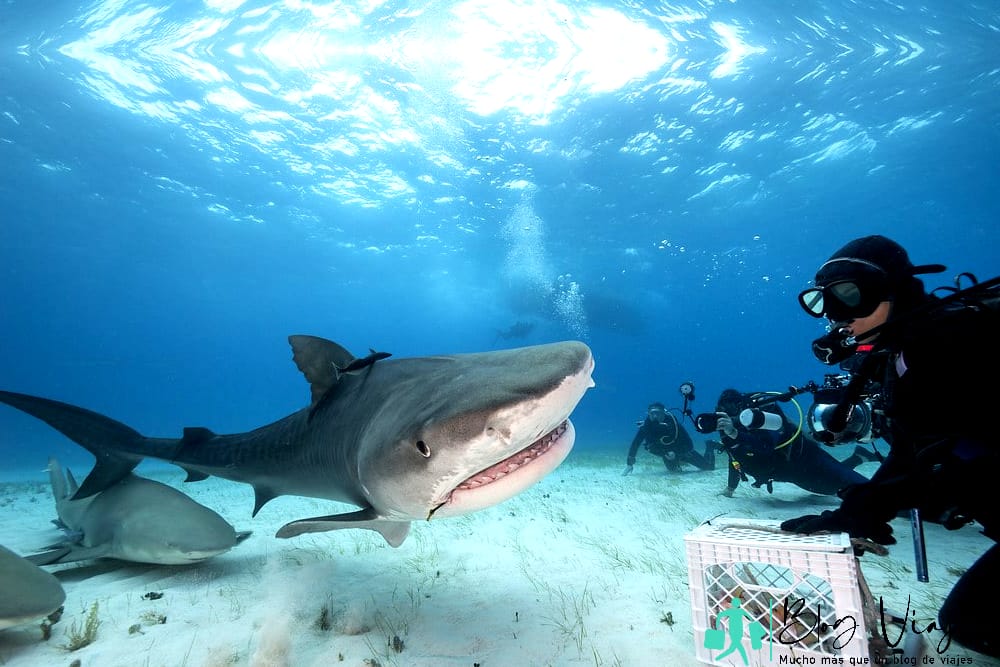 Tiburones en Bora Bora Alimentación de tiburones