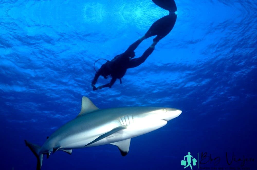 Tiburones en Bora Bora Buceo con tiburones