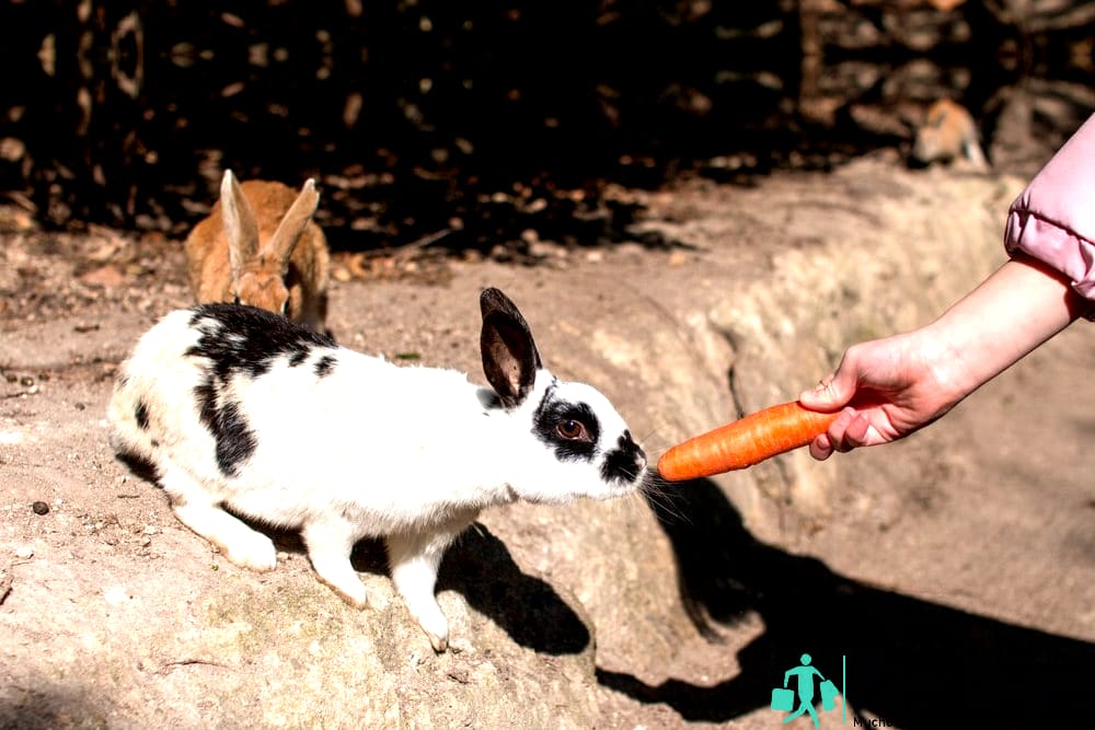 Las 10 cosas más raras de Japón - Rabbit Island Las 10 cosas más raras de Japón - Rabbit Island