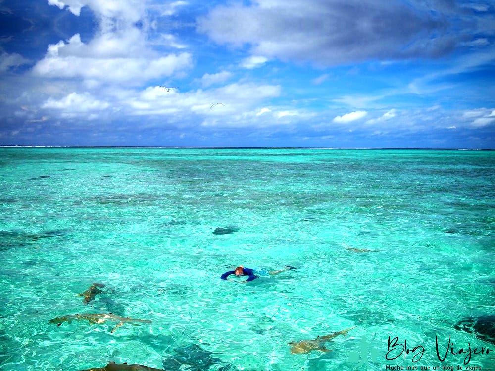 Tiburones en Bora Bora Buceo con tiburones Tiburones en Bora Bora Buceo con tiburones