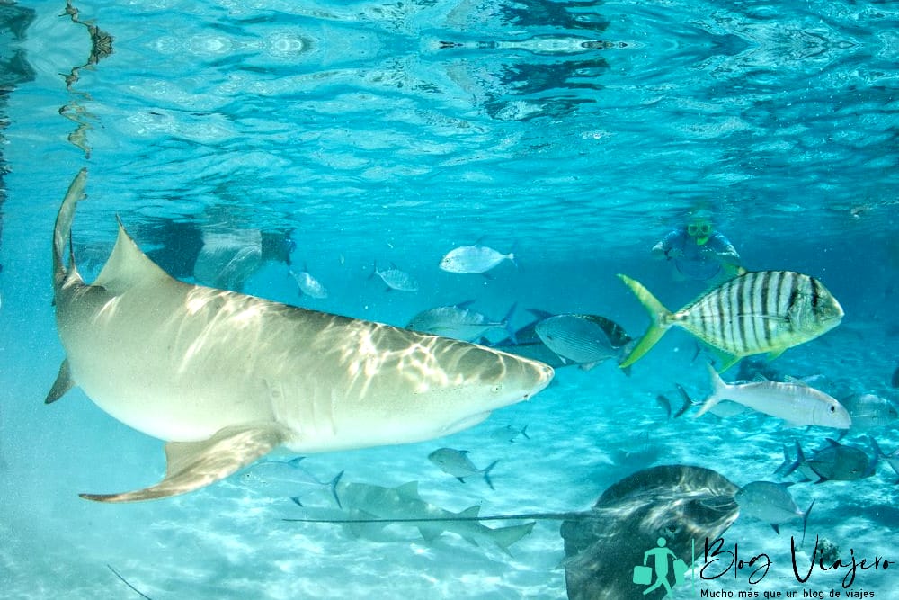 Tiburones en Bora Bora Tiburones en la laguna de Bora Bora