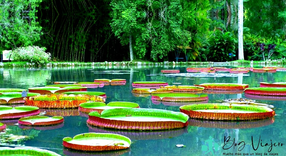 Qué hacer en Río de Janeiro Dar un paseo por el Jardín Botánico Qué hacer en Río de Janeiro Dar un paseo por el Jardín Botánico