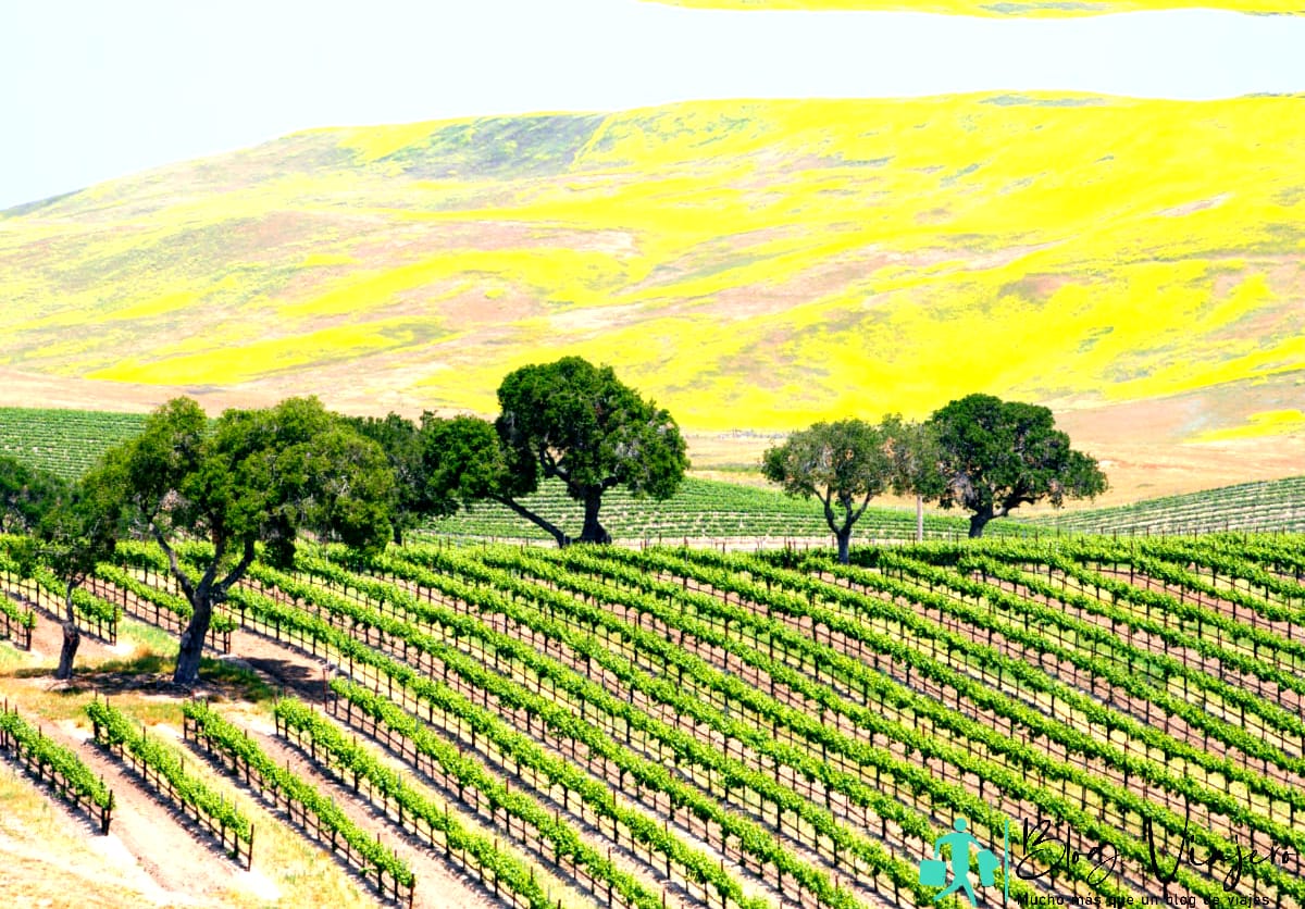 Una imagen de un viñedo de vino.