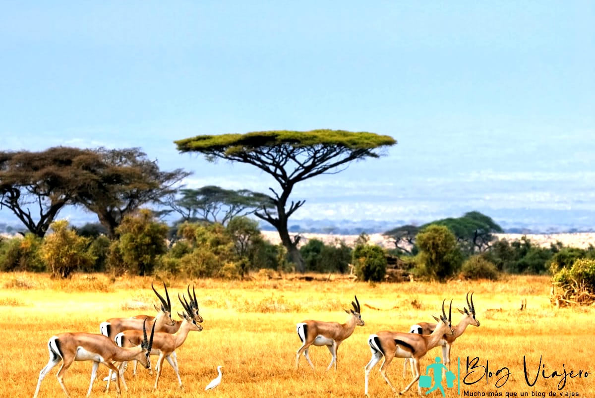 African Safari Adventures viendo los animales.
