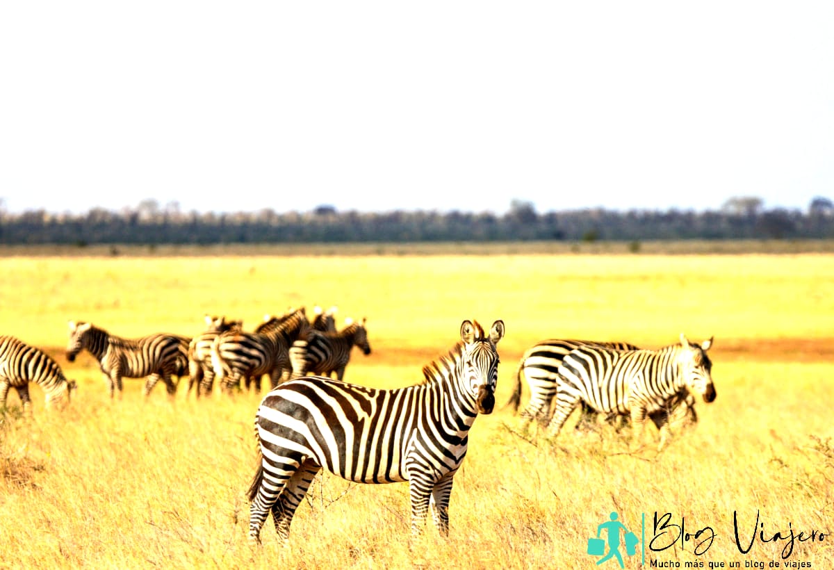Safari africano avistamiento de cebras