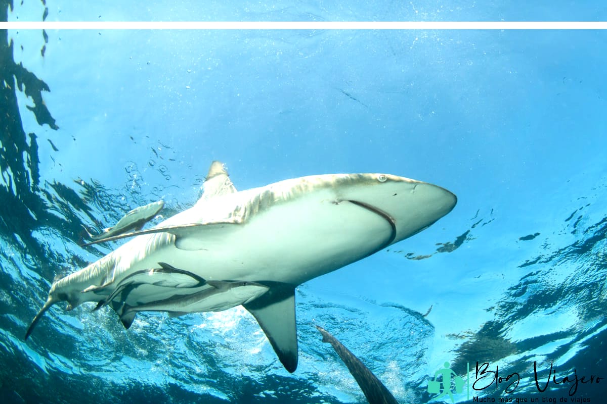 Un tiburón oceánico de punta negra nadando en aguas cristalinas