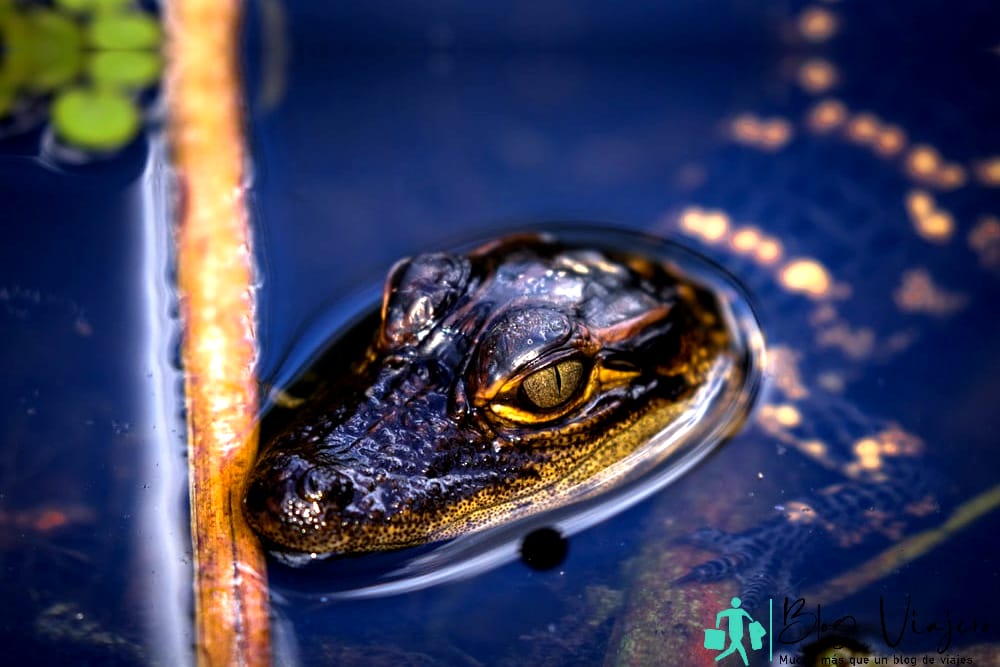 Baby Aligator en Fudpuckers - Cosas que hacer en Destin cuando llueve