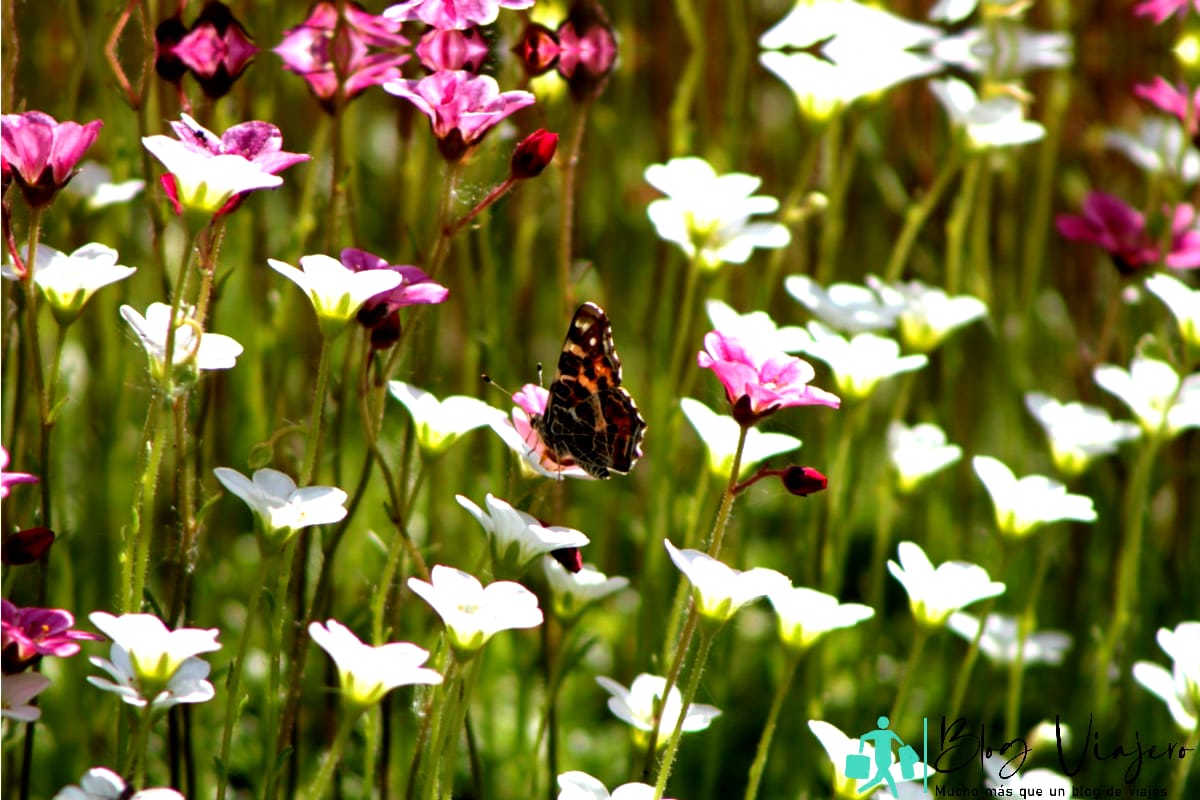 Hermosa mariposa vista en el jardín botánico