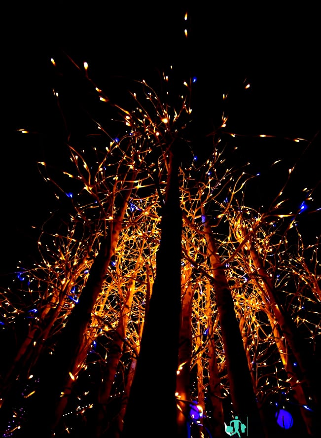 Blooming Lights, Denver Botanic Gardens - Eventos de Denver por mes
