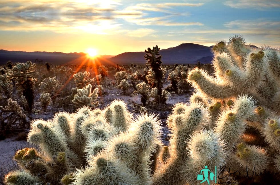 Joshua Tree mejor época para visitar