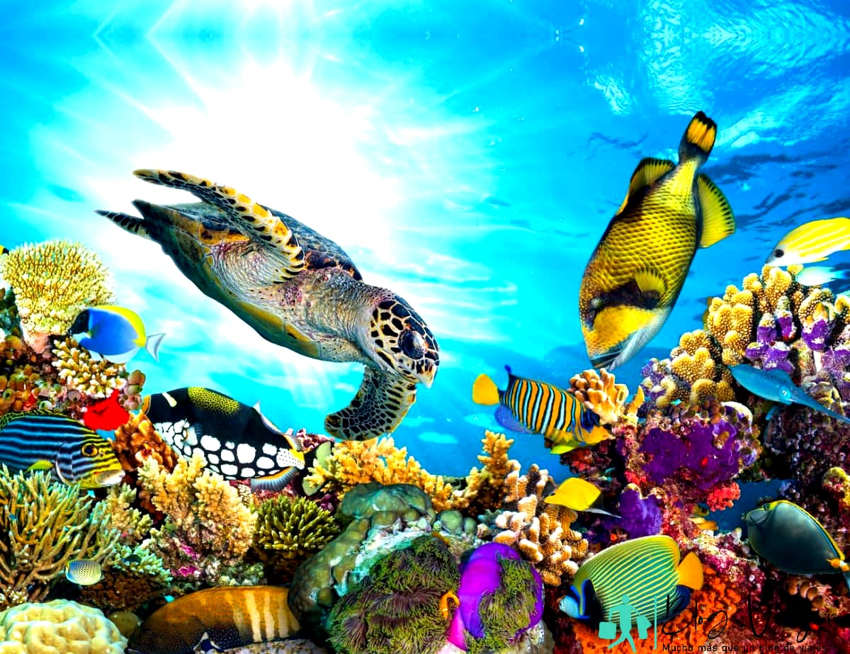 Colorful Coral Reefs with fish and sea turtle