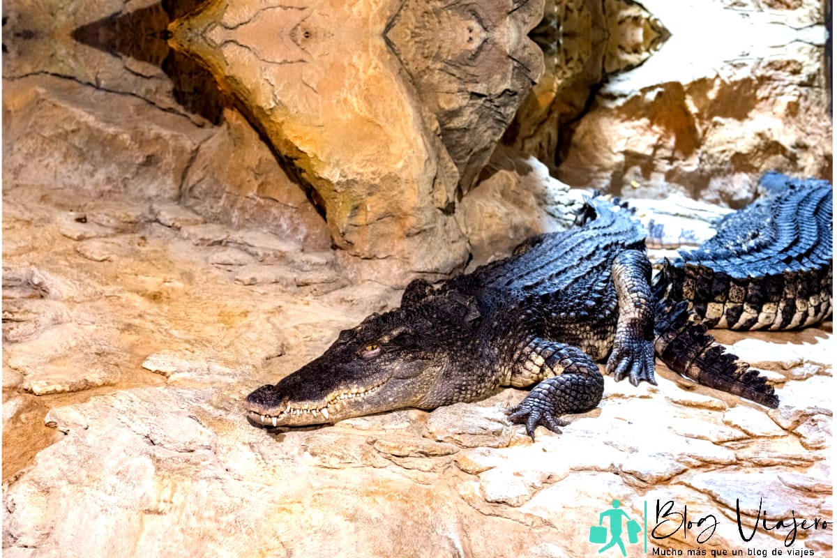 Cocodrilos (caimanes) en las rocas cerca del embalse.
