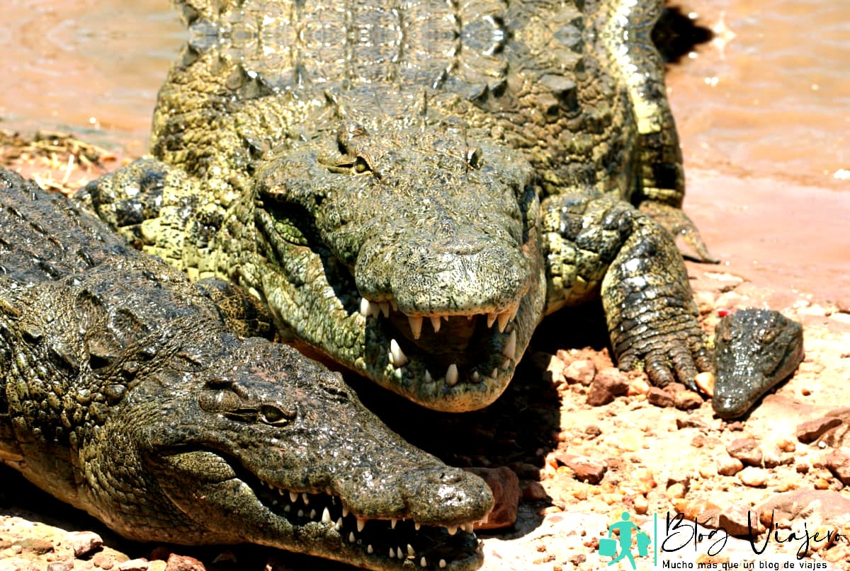 Cocodrilos en el bask del lago Kariba