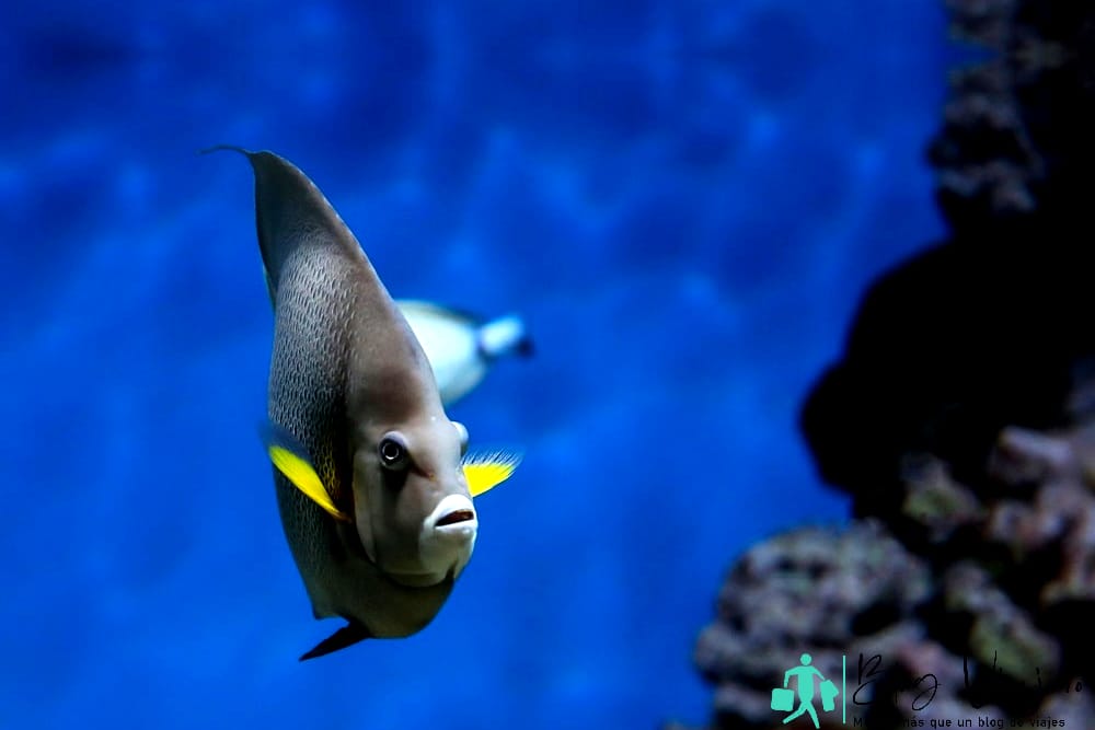 Snorkel en Playa del Carmen - Playa Coco - Pez ángel francés (Pomacanthus paru)