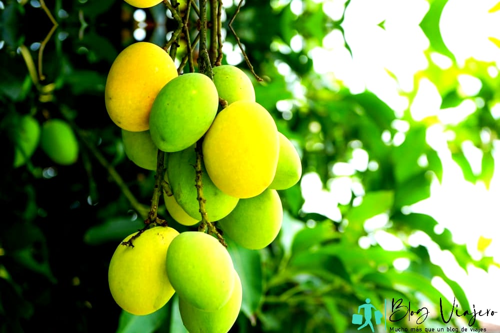 Mangos verdes y amarillos orgánicos frescos en un árbol de mango - Antigua en junio