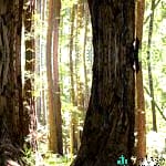 Gigantes-Sequoias-USA