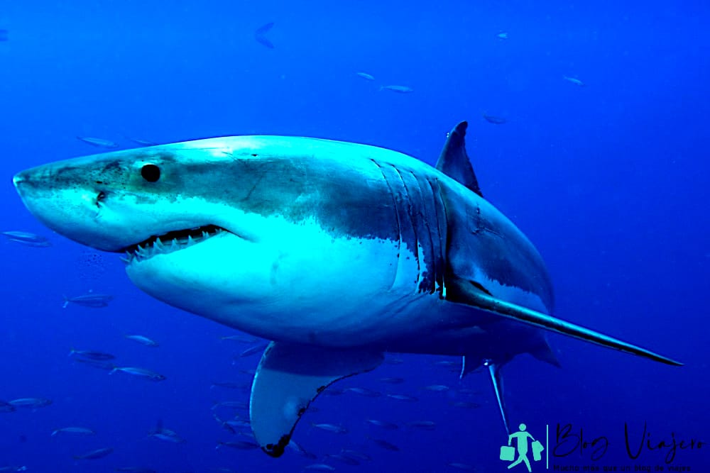 Gran tiburón blanco posando en el agua azul profundo - ¿Hay tiburones en el mar Mediterráneo?