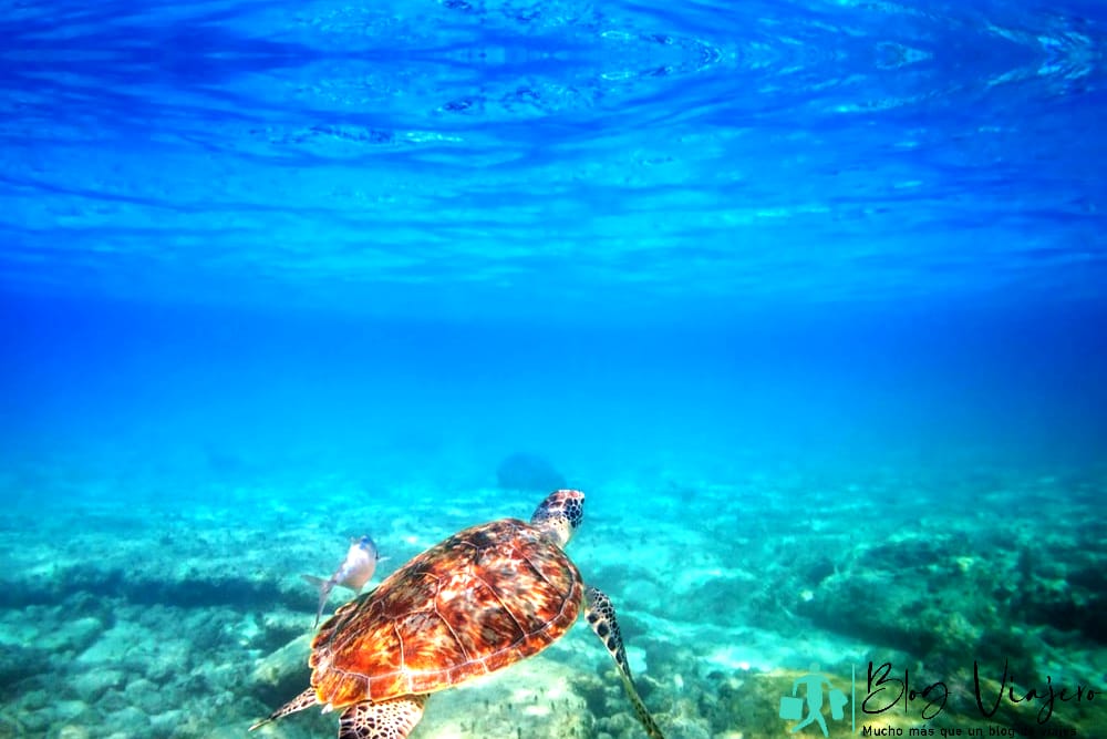Arrecife de Playa del Carmen - Tortuga verde nadando en Akumal