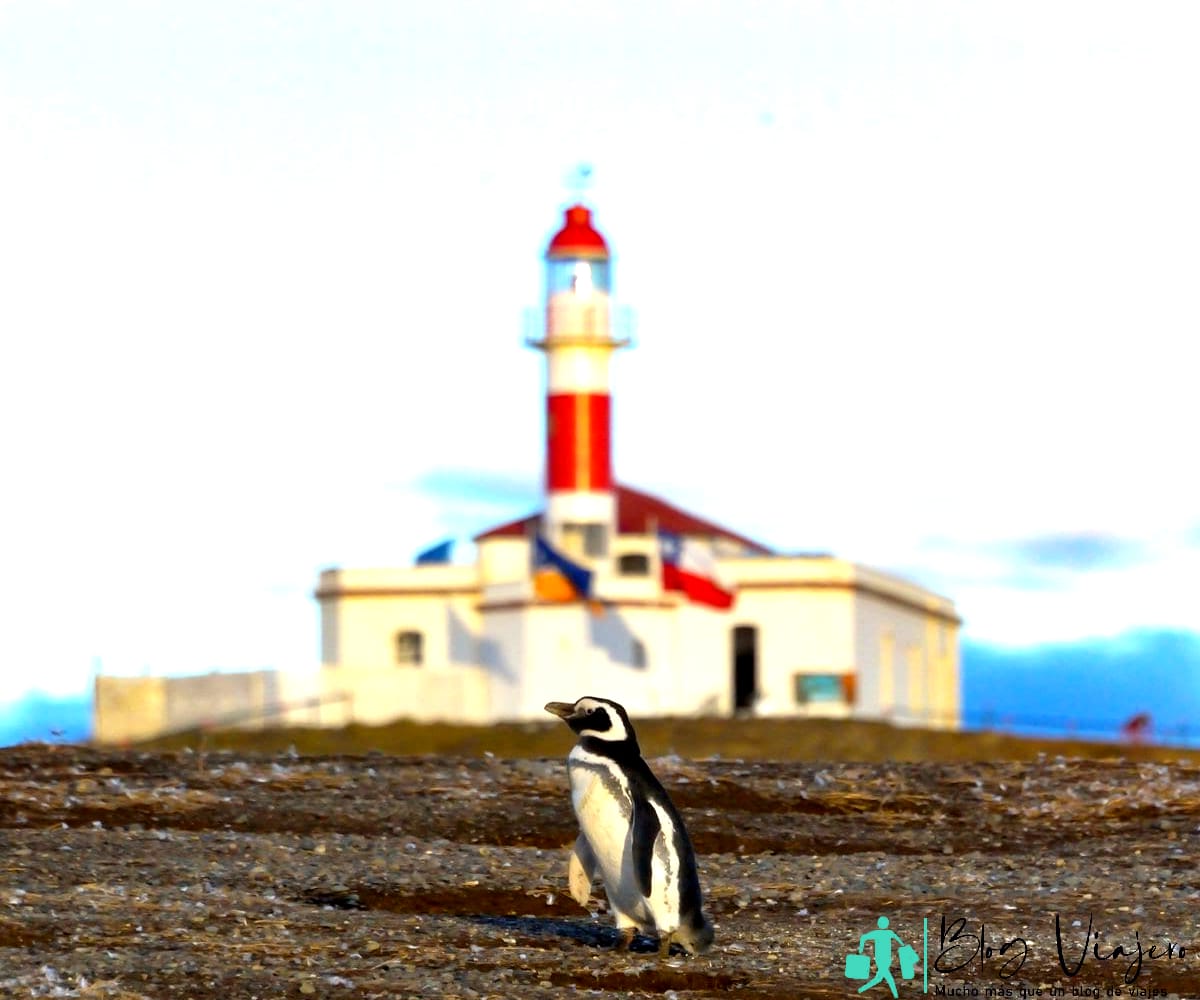 Faro de Isla Magdalena con pingüino parado al frente