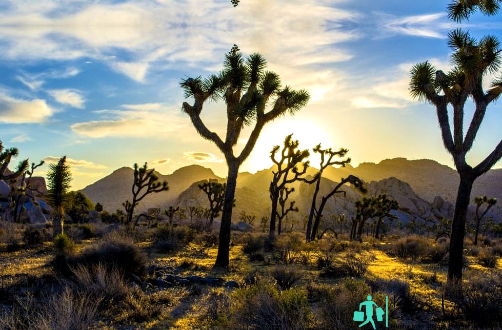 Mejor época para visitar Joshua Tree