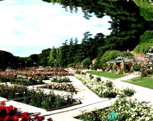 La Rosaleda