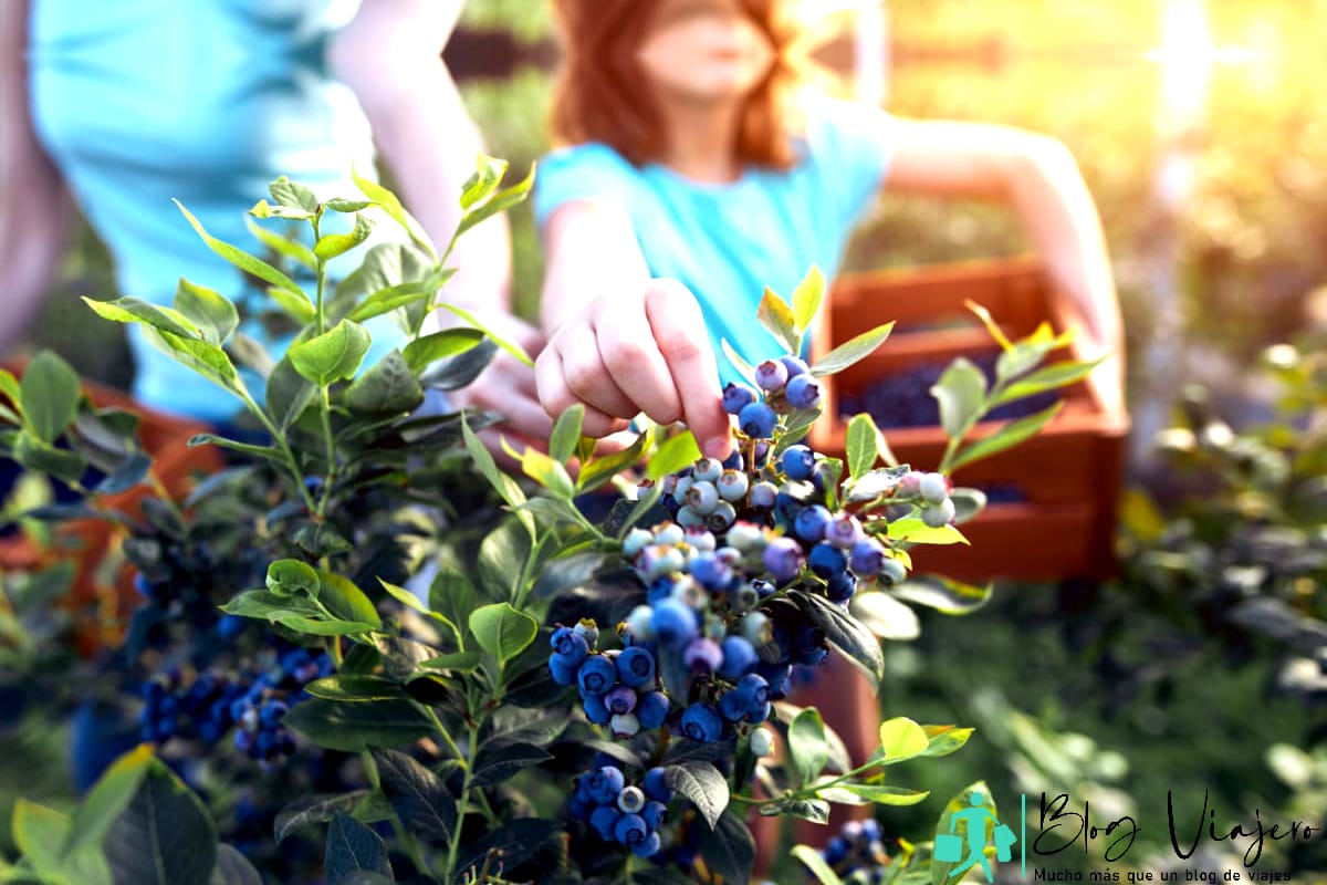 Modern family picking blueberries on a organic farm