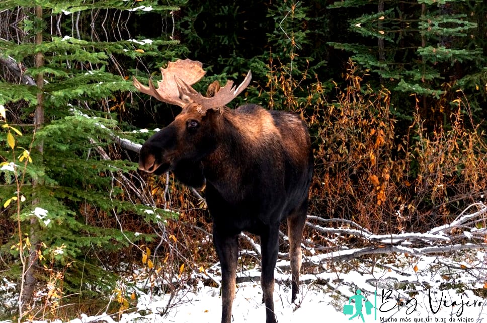 cosas canadienses impresionantes
