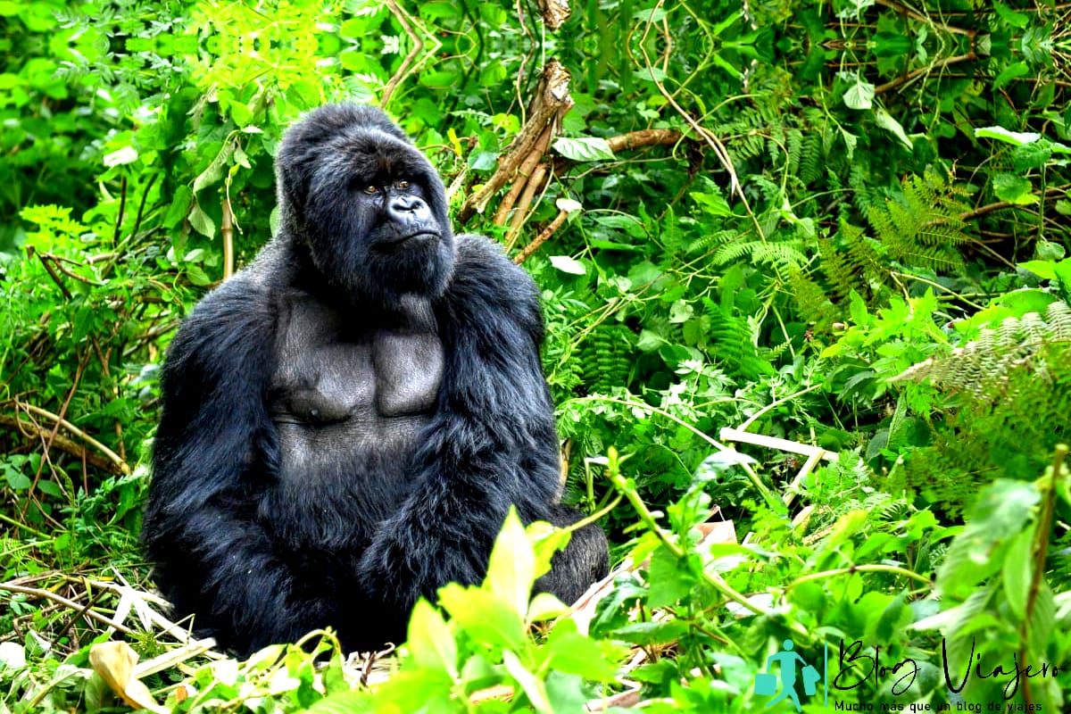 Gorila de montaña visto en África
