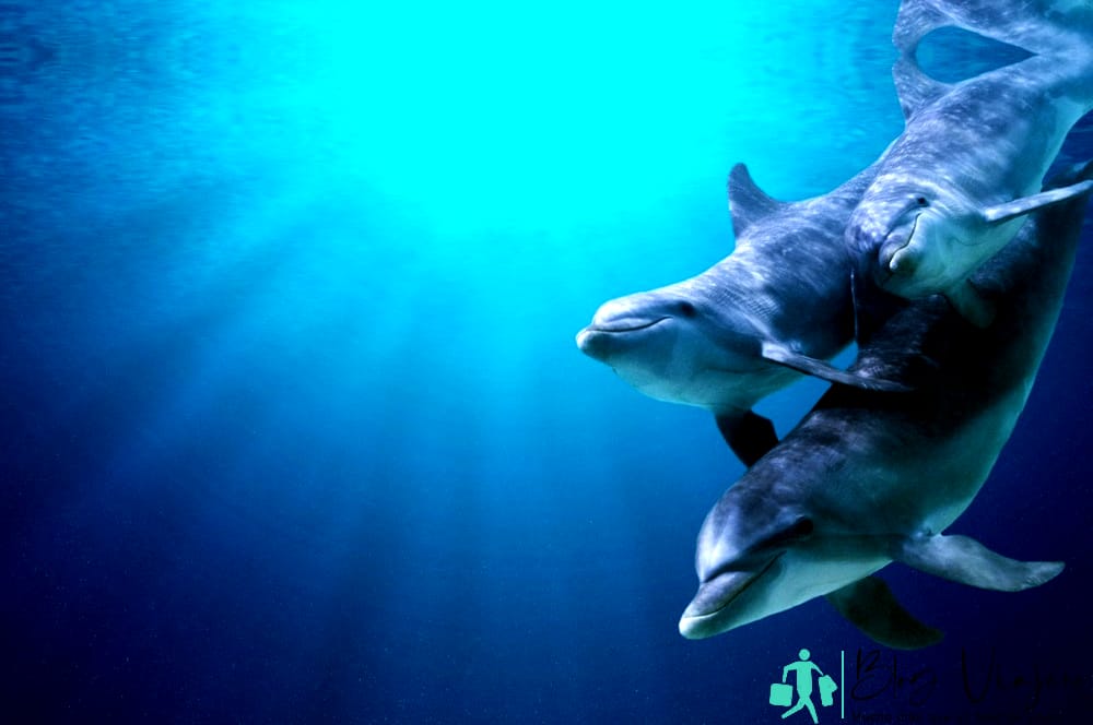 Myrtle Beach Dolphin Sightseeing - Things To Do In Myrtle Beach In November