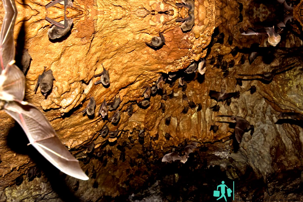 Cueva natural llena de murciélagos colgantes y voladores