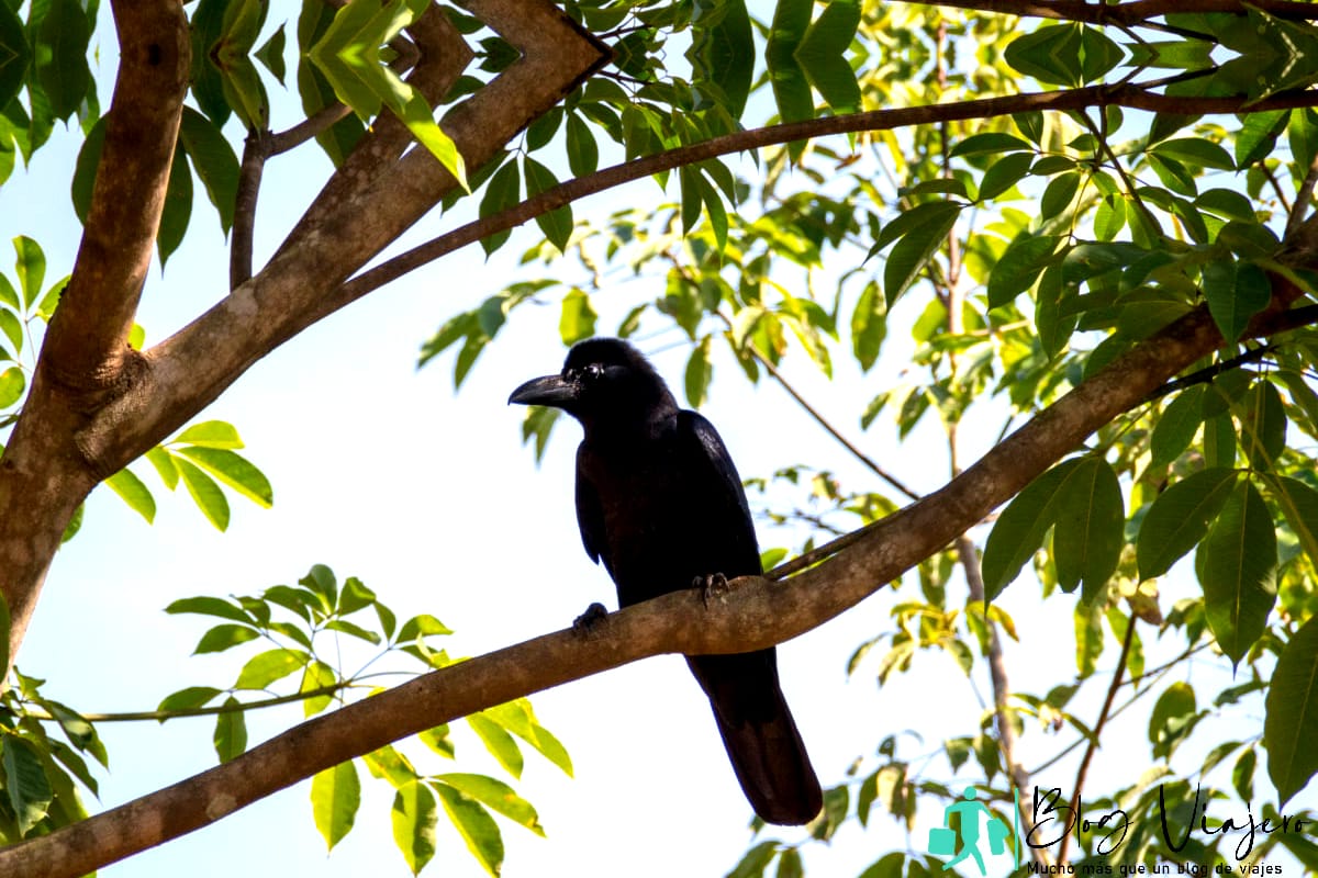 New Caledonian facts - about The New Caledonian crow bird