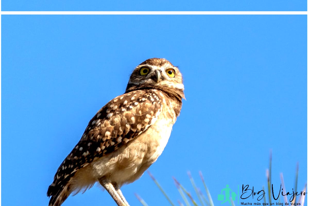 Búho visto en un árbol en el parque