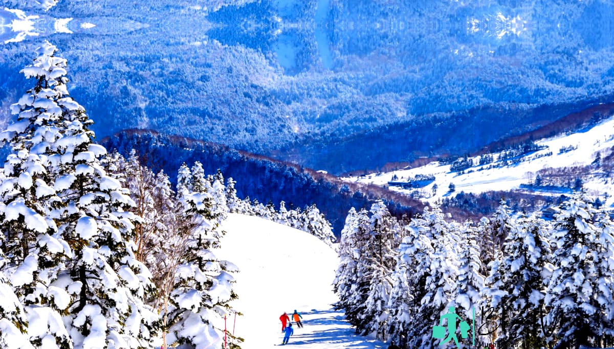 Panorama de la estación de esquí, pendiente, esquiadores entre pinos de nieve blanca, día soleado, Shiga Kogen,