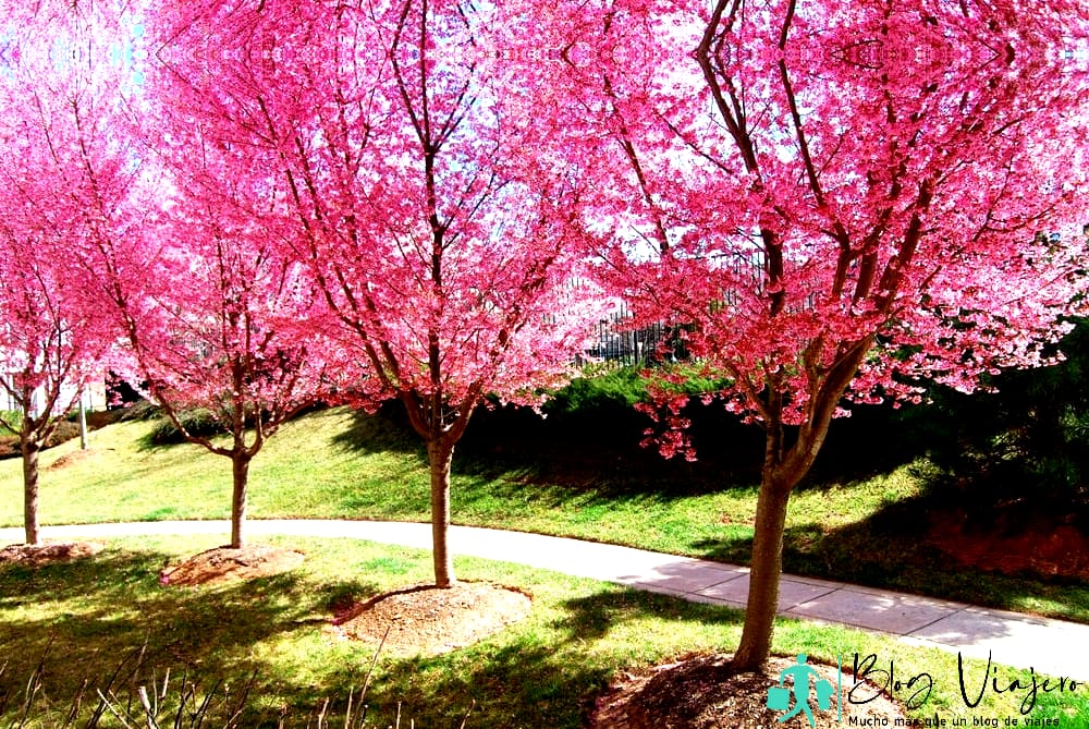 Most german state in America -Pink Cherry Blossom Trees in Germantown, MD USA - 