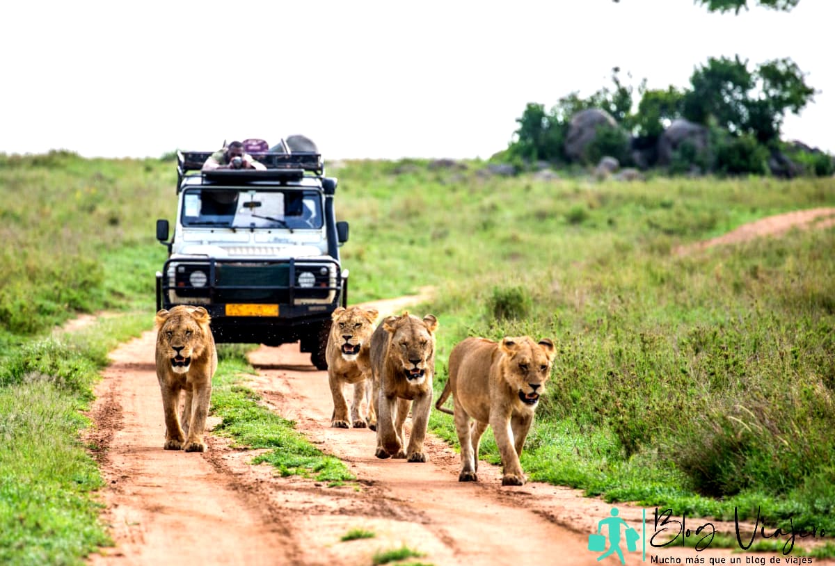 Safari Aventuras África