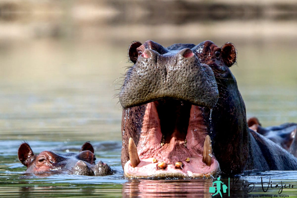 Safari Adventures Hippo en una laguna en el delta del Okavango, Botswana