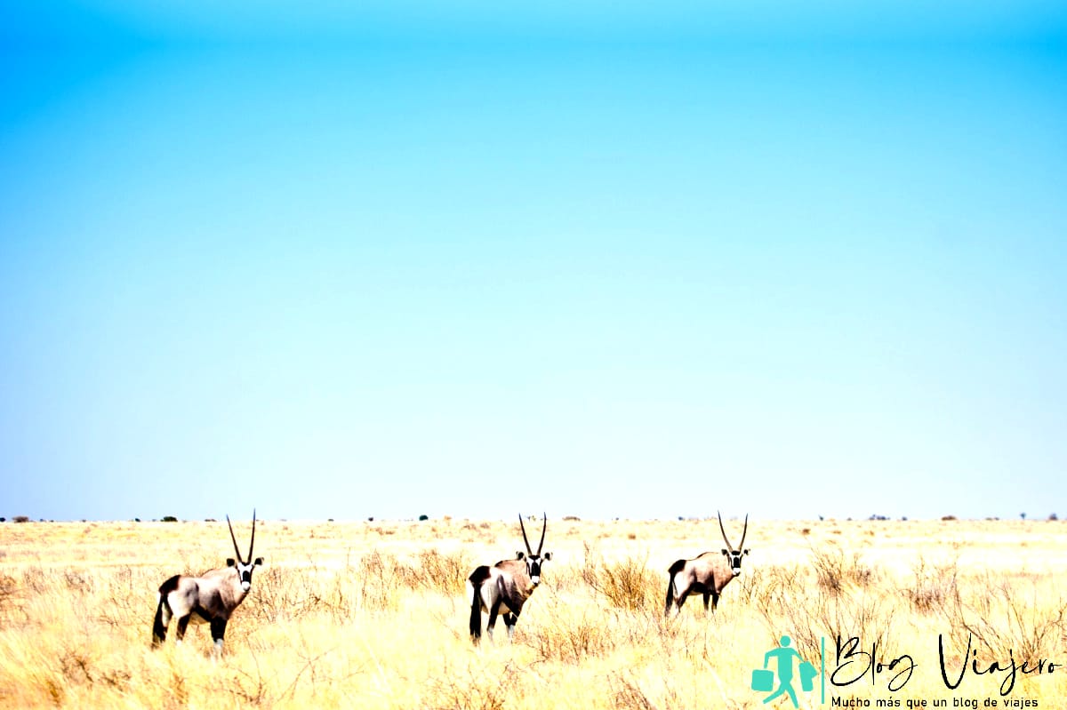 Aventuras de safari en el desierto de Kalahari, África