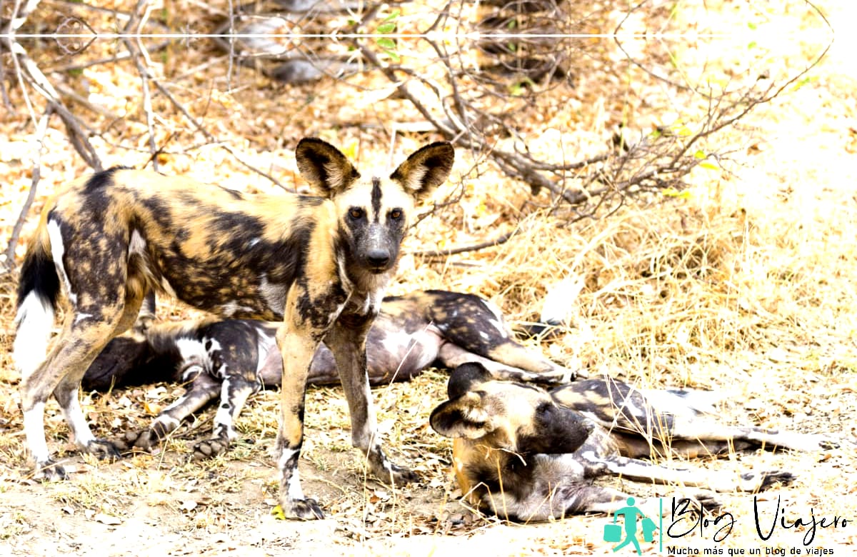 Safari Adventure Pack de perros salvajes africanos en Selous Game Reserve, Tanzania