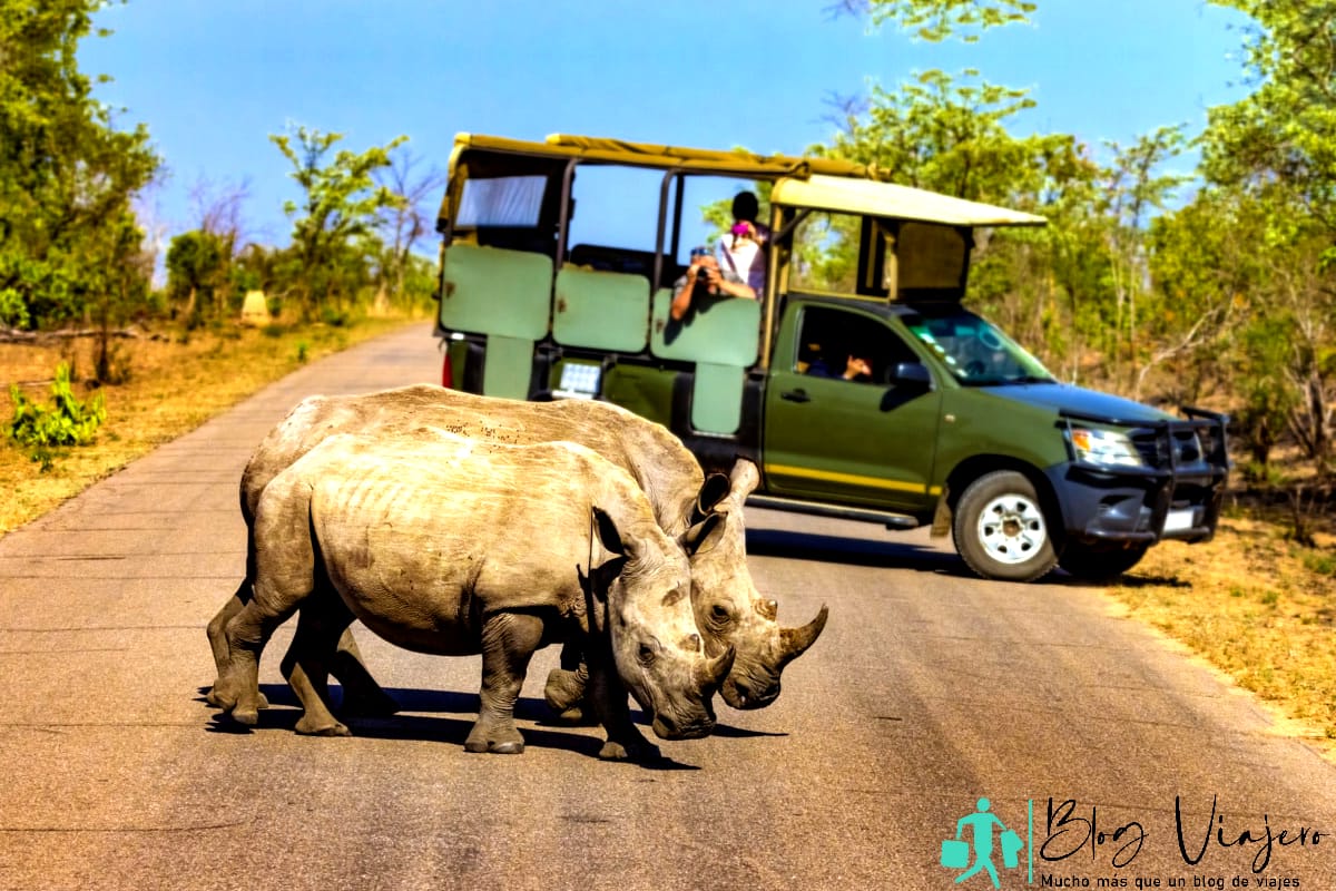 Safari aventuras Sudáfrica.  Safari en el Parque Nacional Kruger - Rinocerontes blancos