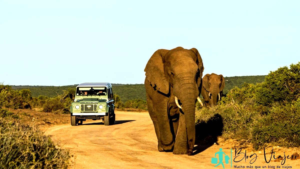 Aventura de safari en África