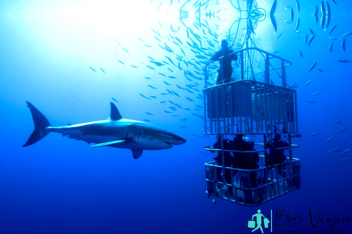 Avistamiento de tiburones enjaulados en aguas africanas.