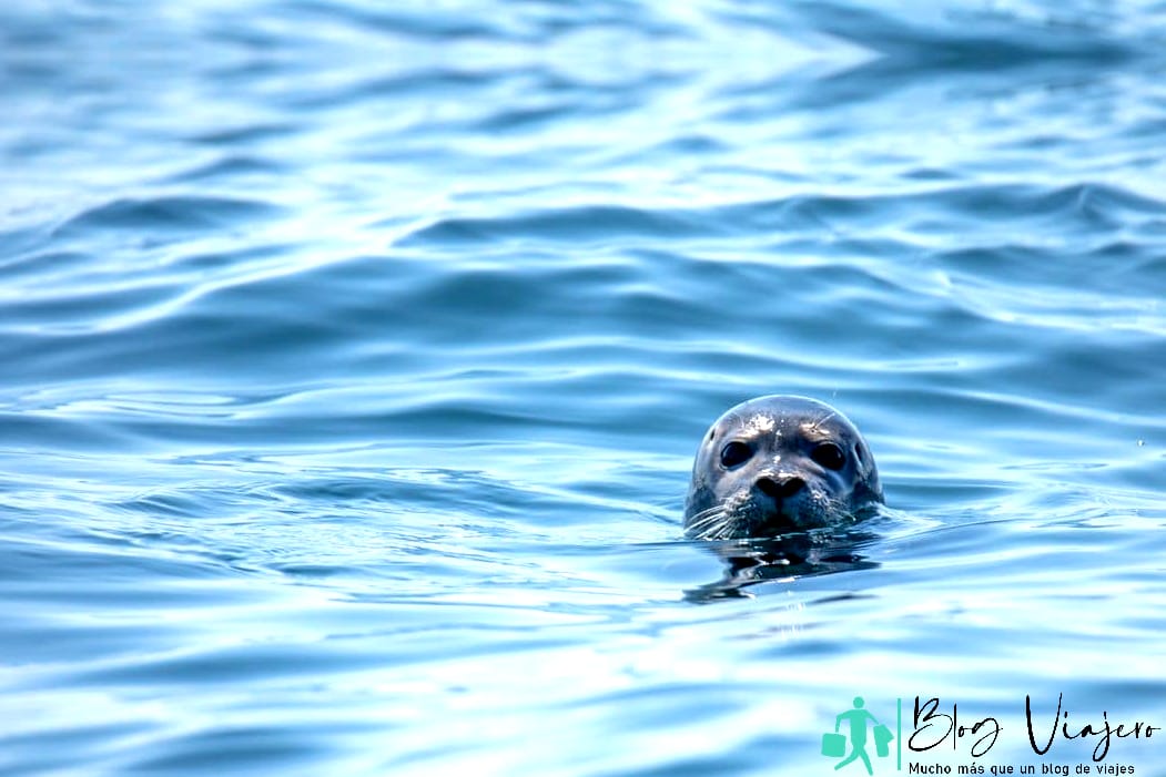 Seal in the Water