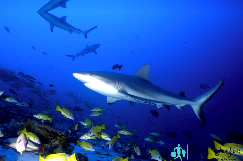 Sharks in Bora Bora - feature