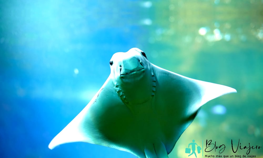 Stingray sonriente nada bajo el agua azul.  Primer Stingray a través de la ventana del acuario.  Actividades de interior Colorado