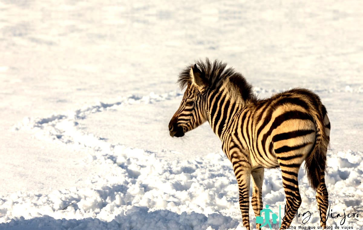 Snow in Africa with Zebra